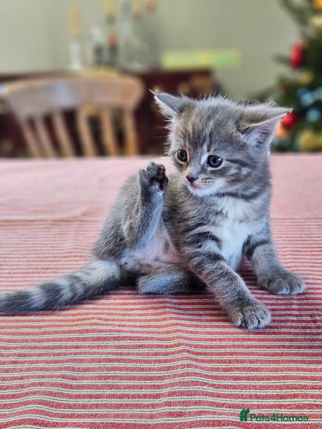 Maine Coon cats for sale: Adorable Maine Coon cross litter for sale - Advert 5