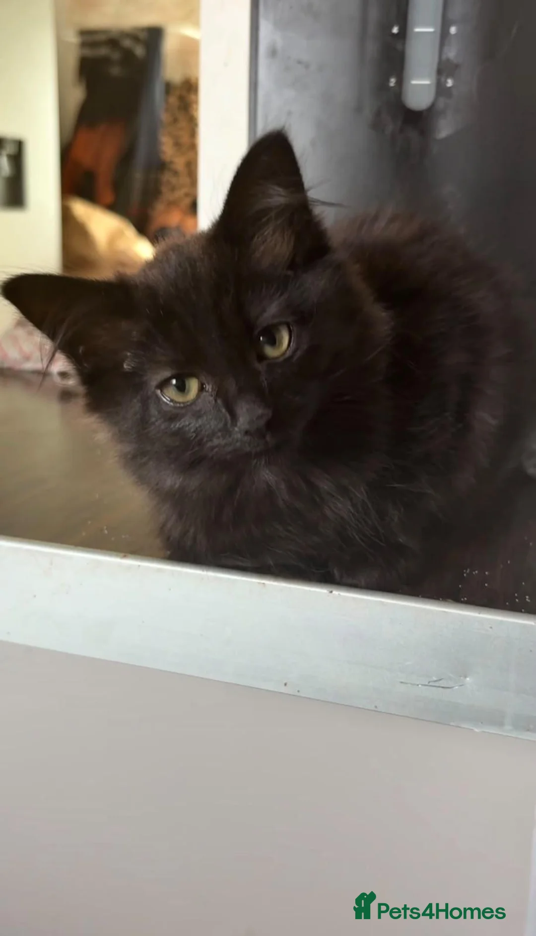 Mixed Breed cats for sale: 2 gorgeous female kittens part Norwegian forest  in Arlesey - Advert 5