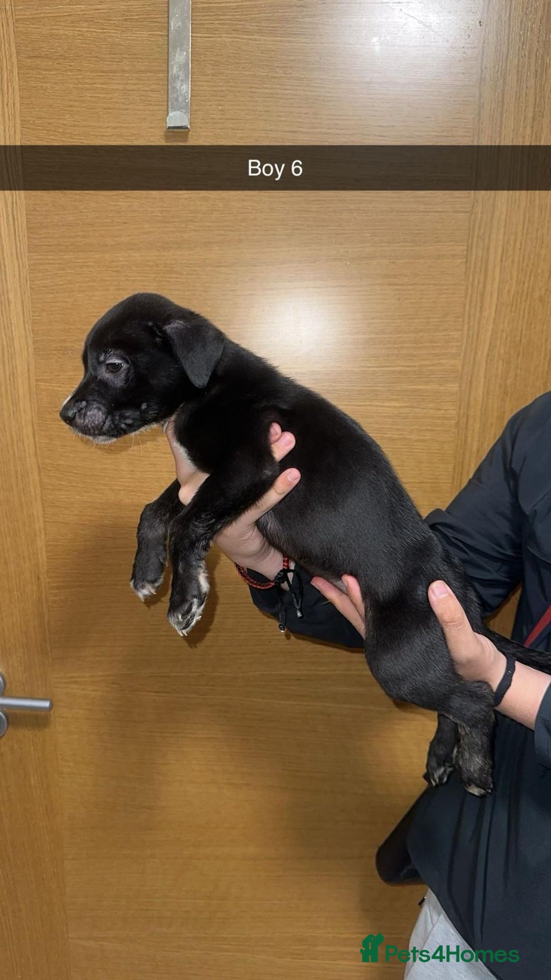 Mixed Breed dogs for sale: Puppies for sale  - Image 16