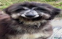 Afghan Hound dogs for sale: Two fabulous male Afghan hound puppies  - Image 13