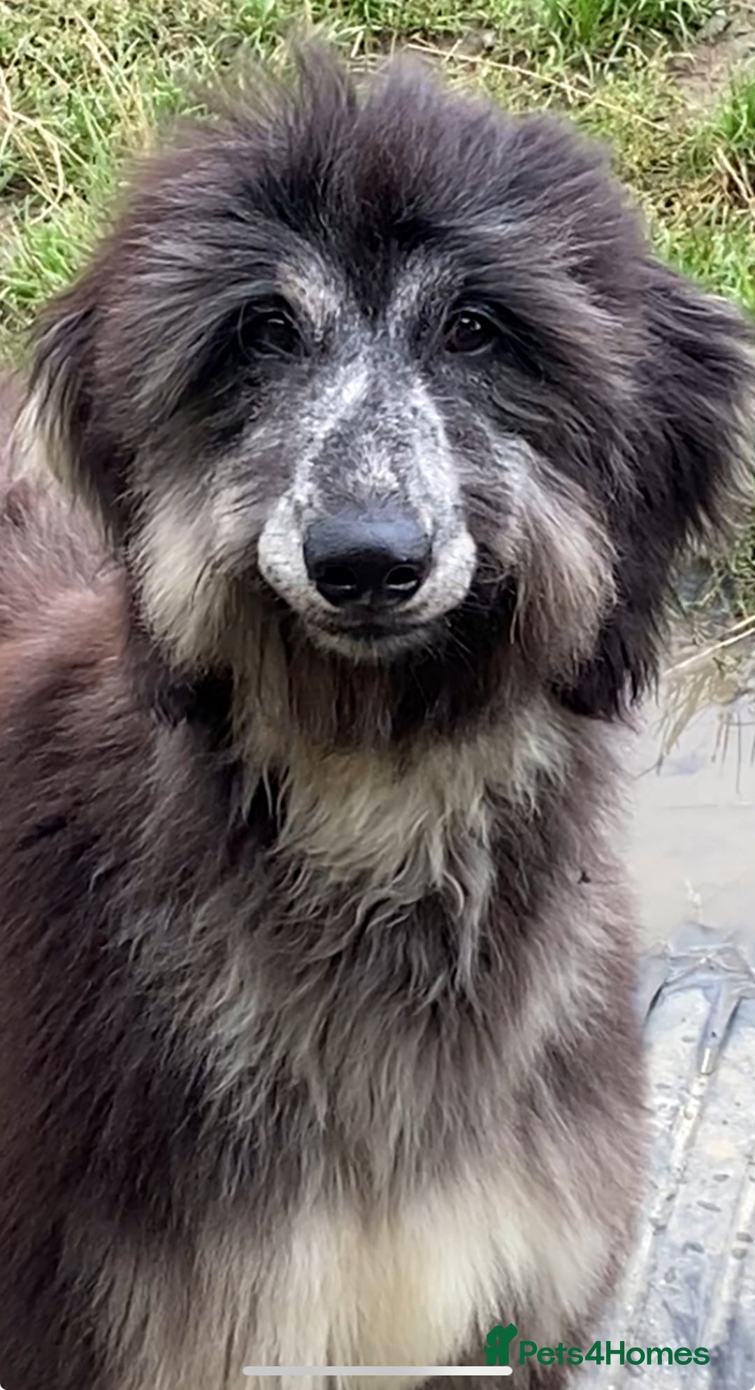 Afghan Hound dogs for sale: Two fabulous male Afghan hound puppies  - Image 13