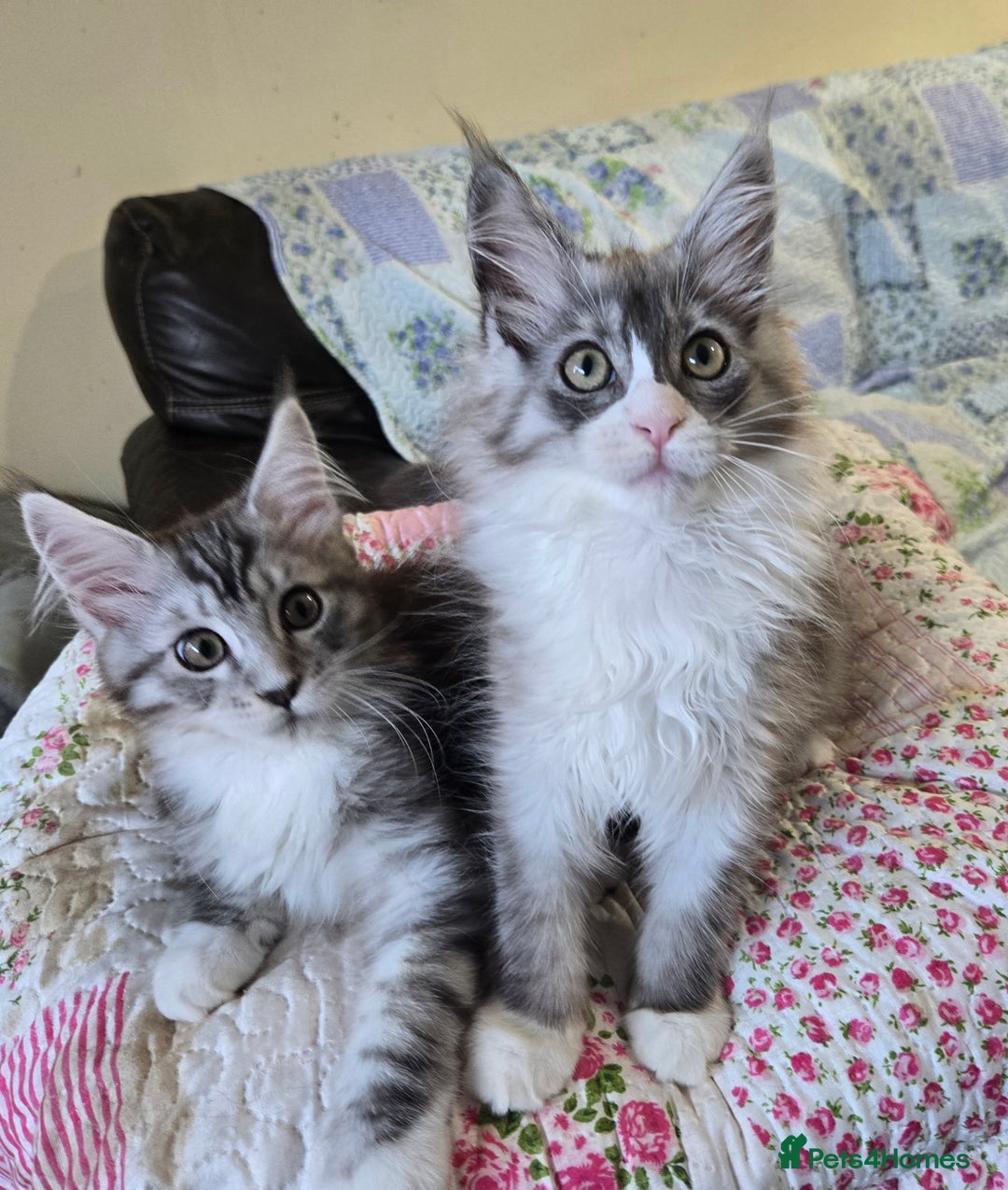 Maine Coon cats for sale: Beautiful playful Maine Coon kittens  - Image 25