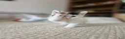 Mixed Breed cats for sale:  Adorable Kittens  - Advert 4