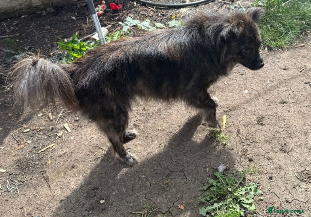 Mixed Breed dogs for adoption: 💖🐶 TWIGGY – A Happy Little Spirit🐶💖 - Image 19