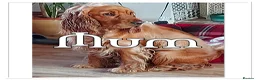 Cocker Spaniel dogs for sale: beautiful litter of chunky show cockerspaniel pups - Advert 4