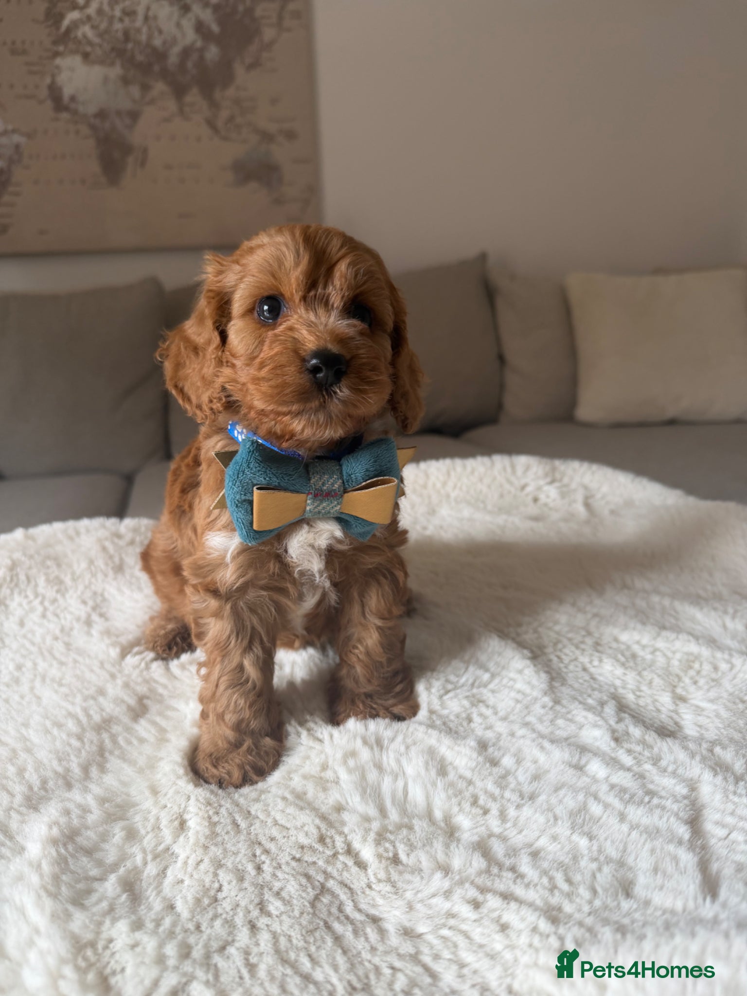 Cockapoo dogs Stunning  F1 Cockapoos PRA Clear Pedigree Parents - Advert 2