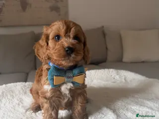 Cockapoo dogs Stunning F1 Cockapoos PRA Clear Pedigree Parents - Advert 2