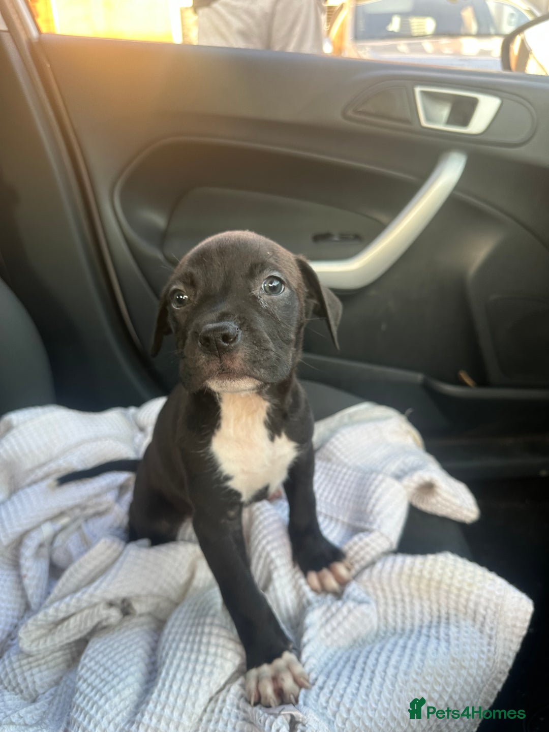 Mixed Breed dogs for sale: Staff x cane corso puppies - Image 31