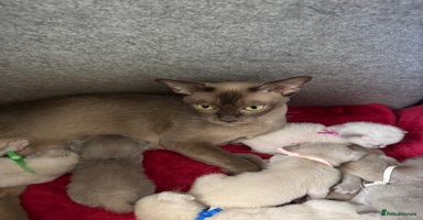 Burmese cats - Advert 3