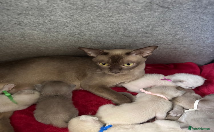 Burmese cats - Advert 1