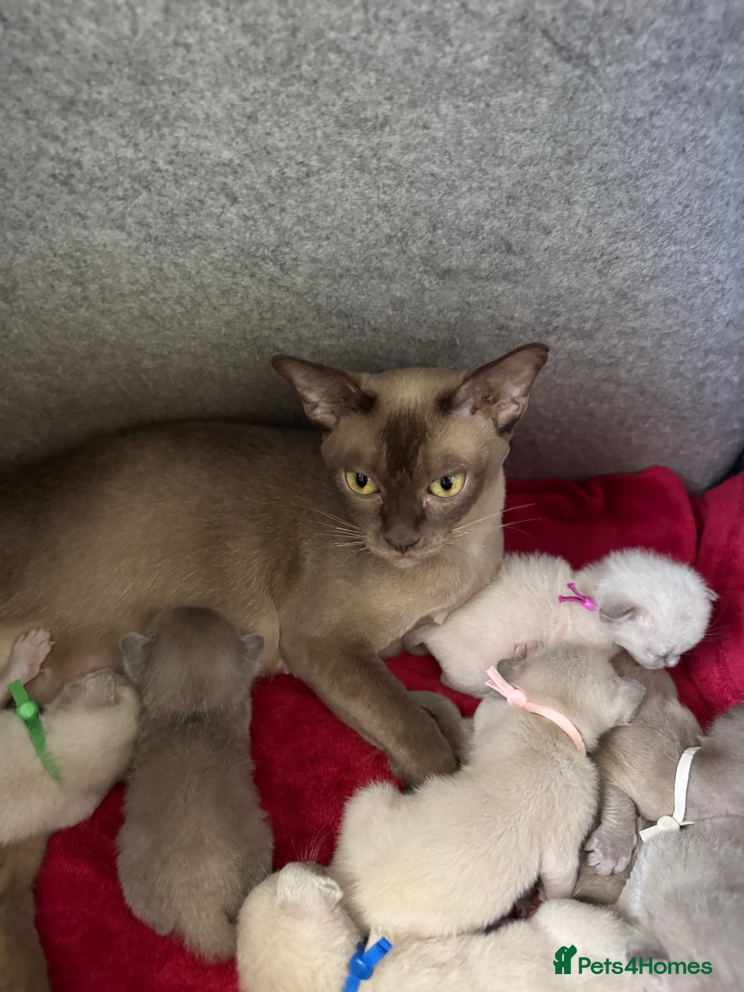Burmese cats for sale: GCCF-registered, home-raised, Burmese kittens - Image 4