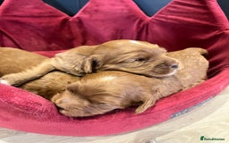 Cavapoo dogs for sale: Stunning F1 Cavapoo pups ONE GIRL LEFT - Image 3