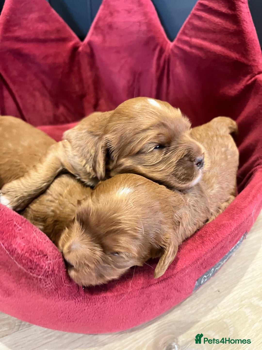 Cavapoo dogs for sale: Stunning F1 Cavapoo pups ONE GIRL LEFT - Image 3