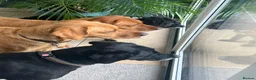 Labrador Retriever dogs for sale: Superb pedigree KC reg Labrador Retriever Puppies - Advert 11