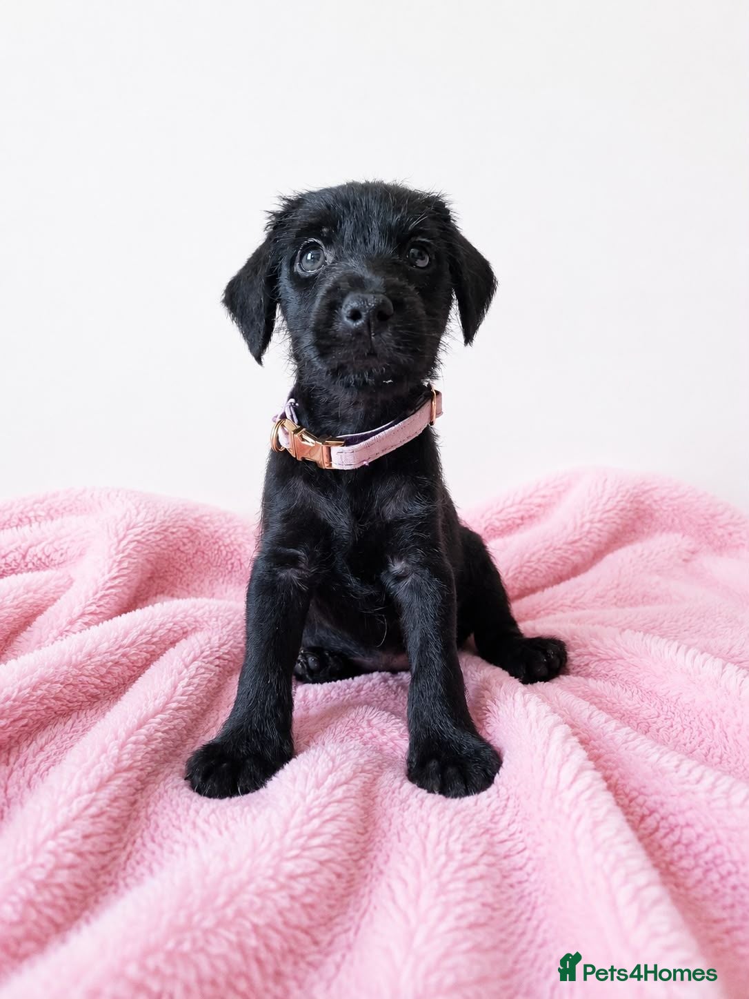 Patterdale Terrier dogs Ready now! Last girl puppy for sale ❤️  - Advert 1