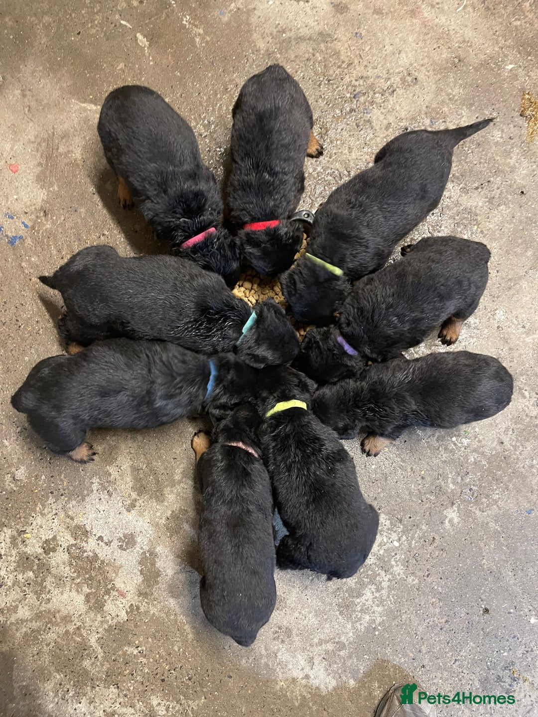 Rottweiler dogs for sale: Rotty/rottweiler puppies - Image 16