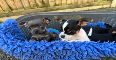 Chihuahua dogs - Advert 3