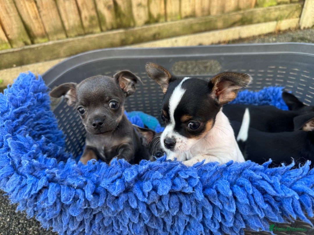 Chihuahua dogs for sale: Adorable blue chihuahua puppy ready now - Image 2