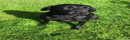 Labrador Retriever dogs for sale: Puppy for sale in Swindon - Advert 4