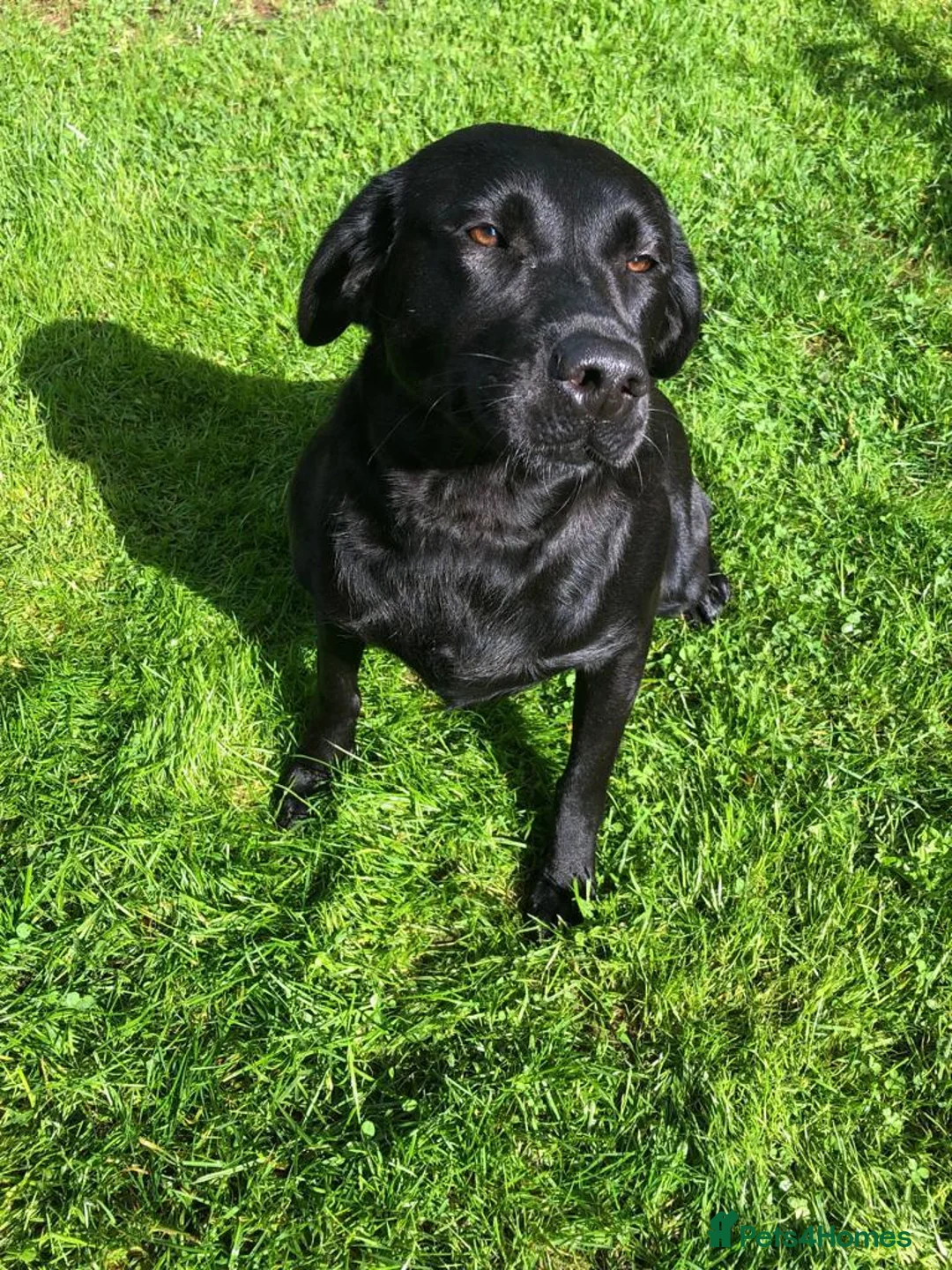 Labrador Retriever dogs for sale: Puppy for sale - Advert 8
