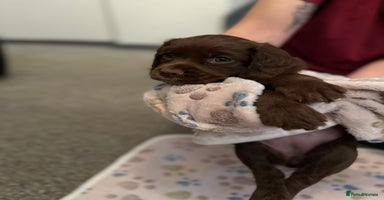 Cocker Spaniel dogs Beautiful Cocker Spaniel Puppies ready to go 17/11 - Advert 4