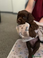Cocker Spaniel dogs Beautiful Cocker Spaniel Puppies ready to go 17/11 - Advert 4