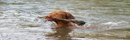 Hungarian Vizsla dogs for stud: Hungarian Vizsla Stud Dog, Very Experienced in Leominster - Advert 2