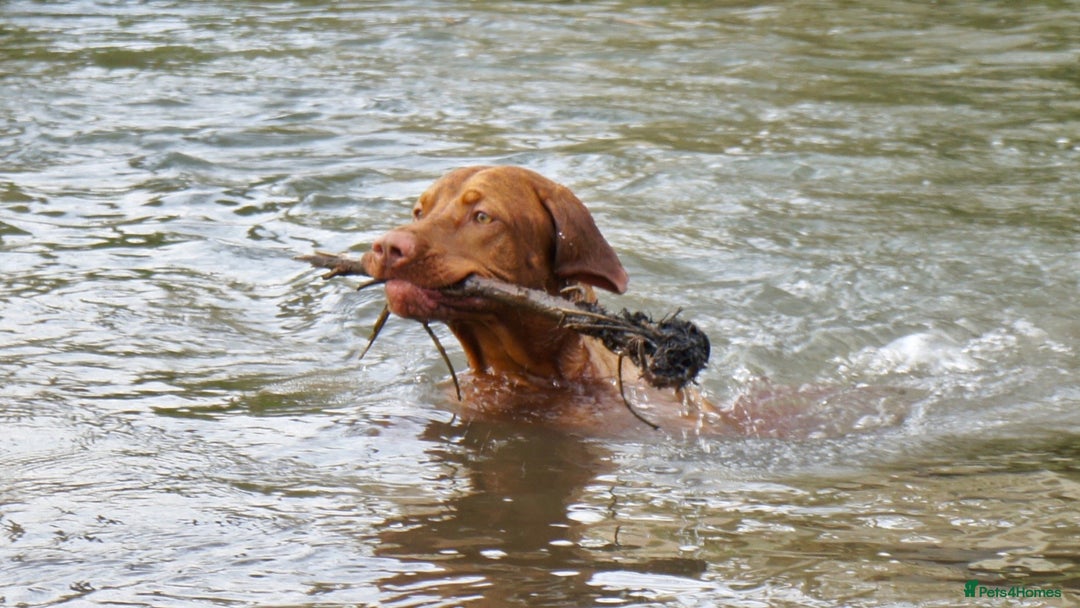 Hungarian Vizsla dogs for stud: Hungarian Vizsla Stud Dog, Very Experienced in Leominster - Advert 2