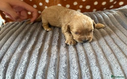 Mixed Breed dogs for sale: 8 beautiful cockapoo cross cavapoo pups - Image 8