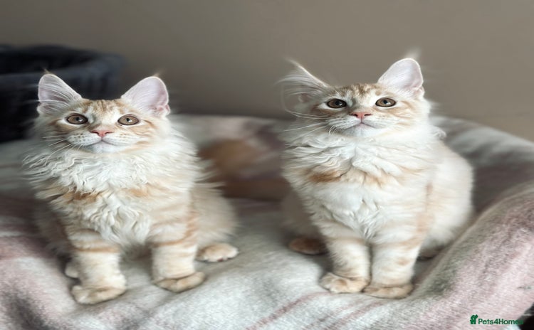 Maine Coon cats Maine coon kittens ready now  - Advert 2