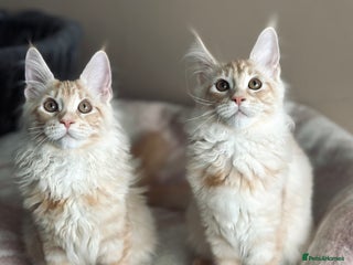 Maine Coon cats Maine coon kittens ready now - Advert 17