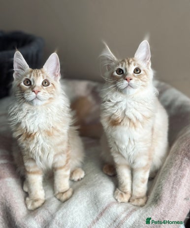 Maine Coon cats Maine coon kittens ready now - Advert 2