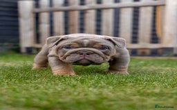 English Bulldog dogs for sale: English Bulldog puppies  - Image 8