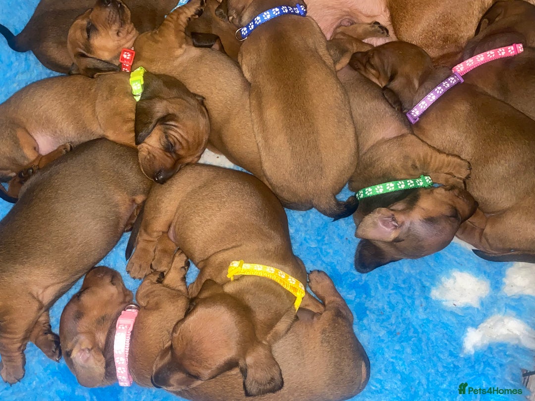 Dachshund dogs for stud: Kc registered standard smooth stud  in Newton Abbot - Image 35