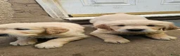 Golden Retriever dogs for sale: 3x KC golden retriever pups, ready 22nd June - Advert 10