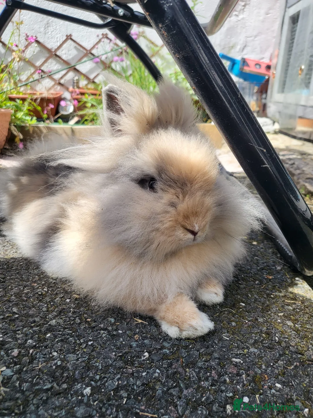 Lionhead rabbits for sale: 5 Little kits in Darwen - Advert 2