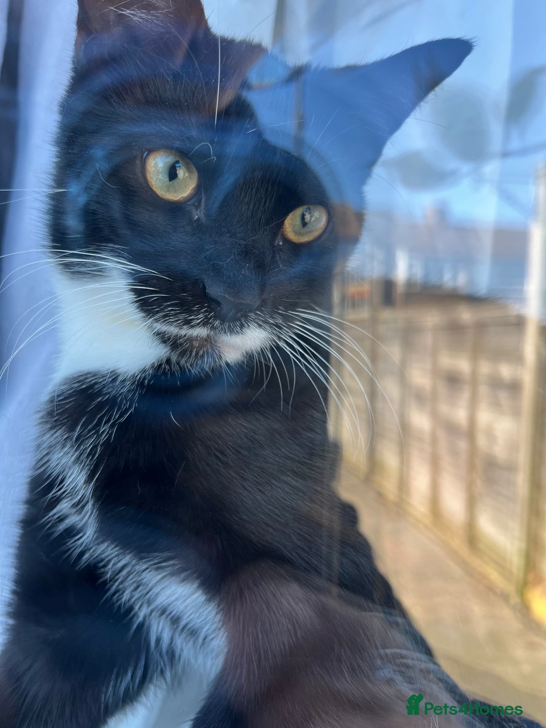 Mixed Breed cats for sale: 1 boy and 1 girl  - Image 6