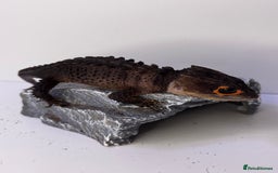 Skink reptiles for sale: Male & Female Pair Red Eye Crocodile Skinks  - Advert 3