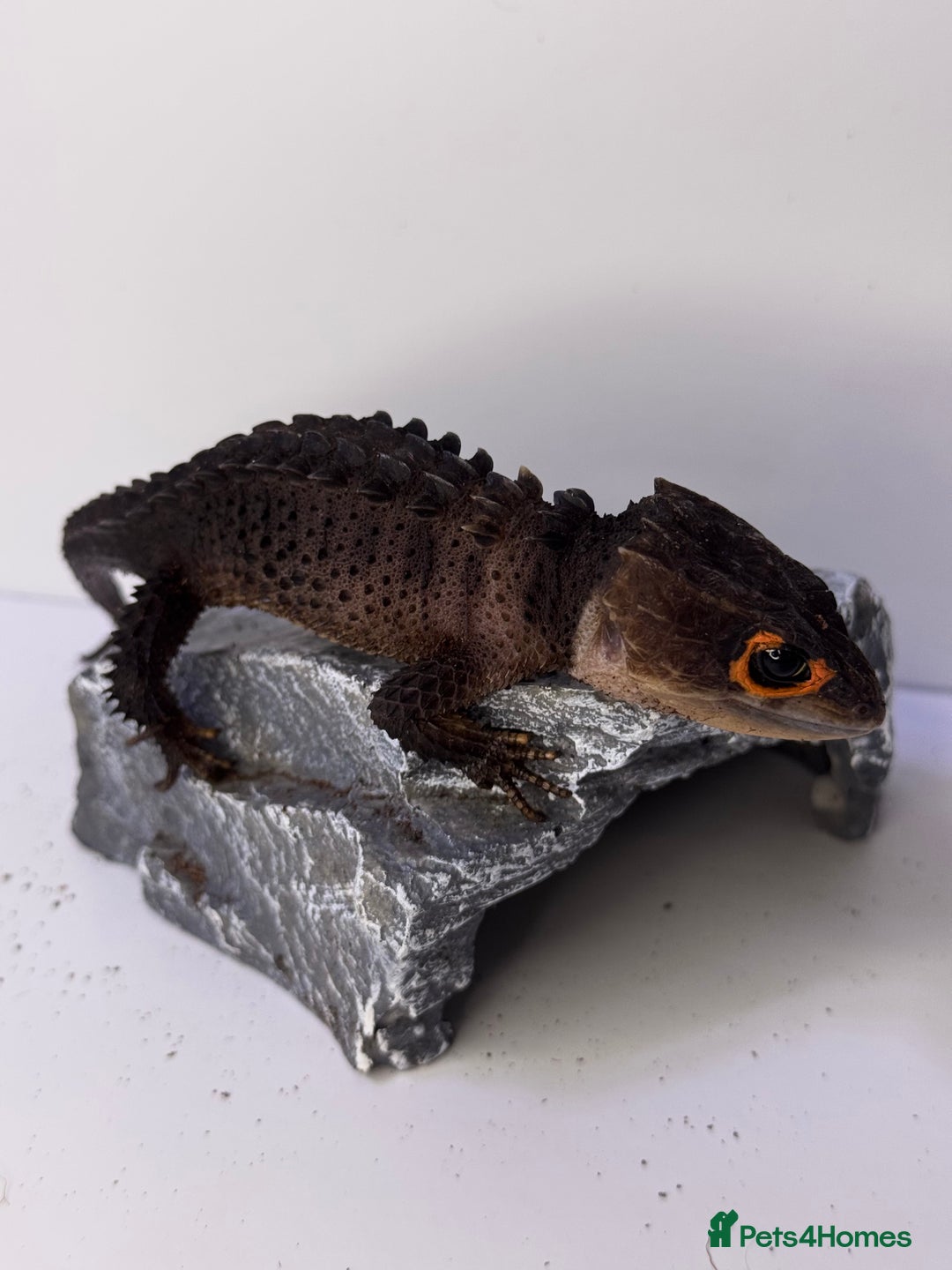 Skink reptiles for sale: Male & Female Pair Red Eye Crocodile Skinks  - Advert 3