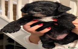 Mixed Breed dogs for sale: Meet our Beautiful Little Frockers ! - Image 20