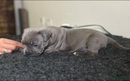 Mixed Breed dogs for sale: STUNNING!!! Staffy Cross Puppies!!! - Image 14