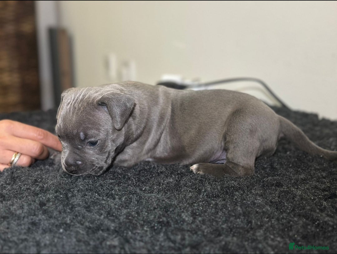 Mixed Breed dogs for sale: STUNNING!!! Staffy Cross Puppies!!! - Image 14