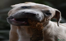 Mixed Breed dogs for sale: Mixed Breed w/Lurcher Mix Puppies ready for a home - Image 5