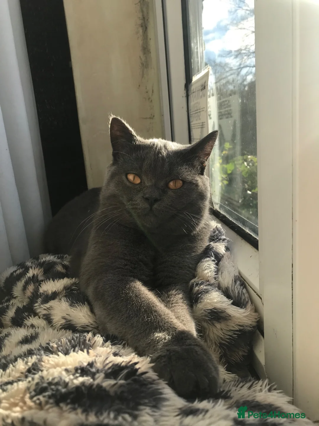 British Shorthair cats for sale: Blue British shorthair male - Advert 2