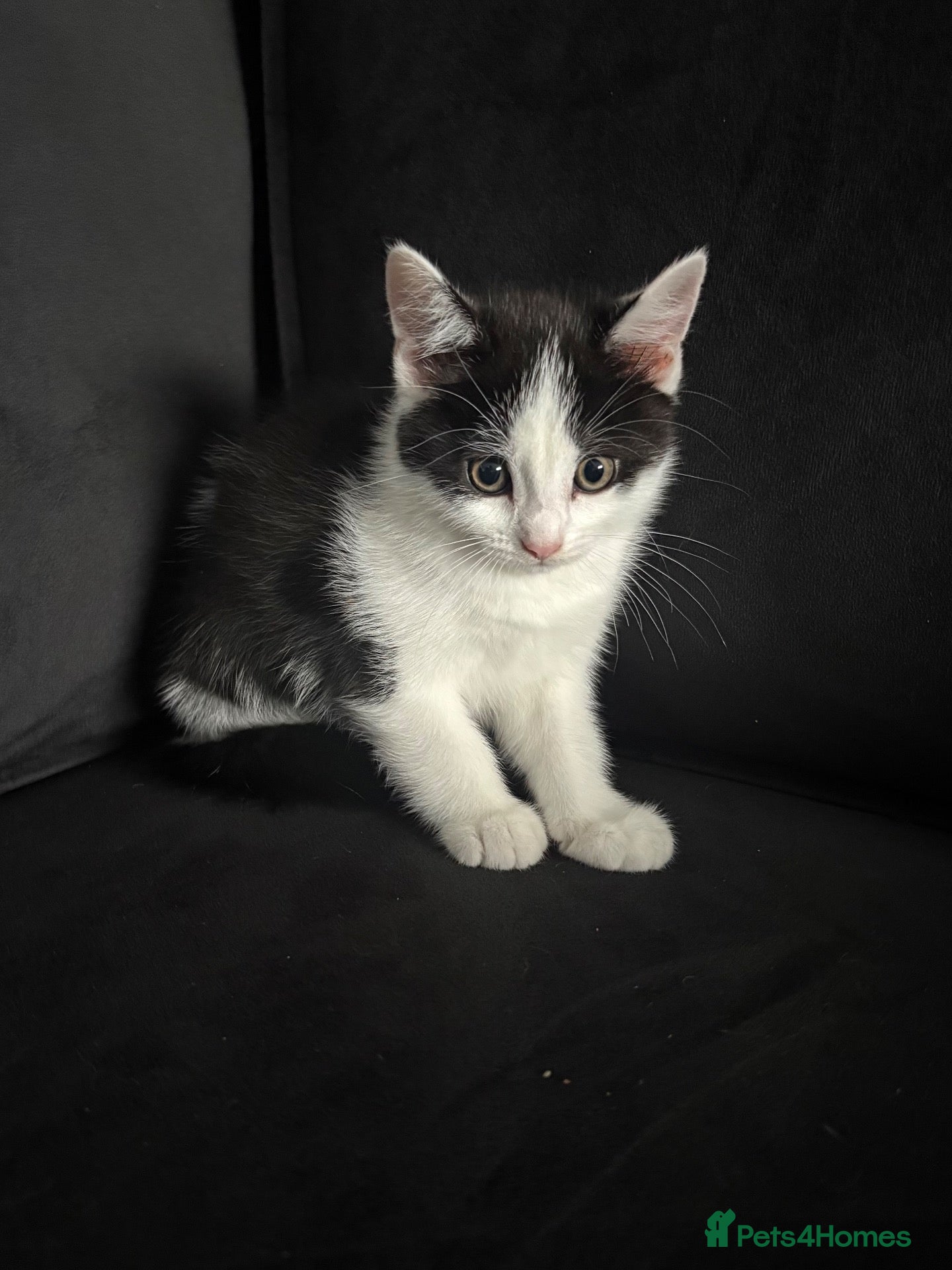 Mixed Breed cats Beautiful Baby Kittens for Sale - Advert 1