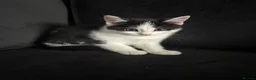 Mixed Breed cats for sale: Beautiful Baby Kittens for Sale - Advert 1