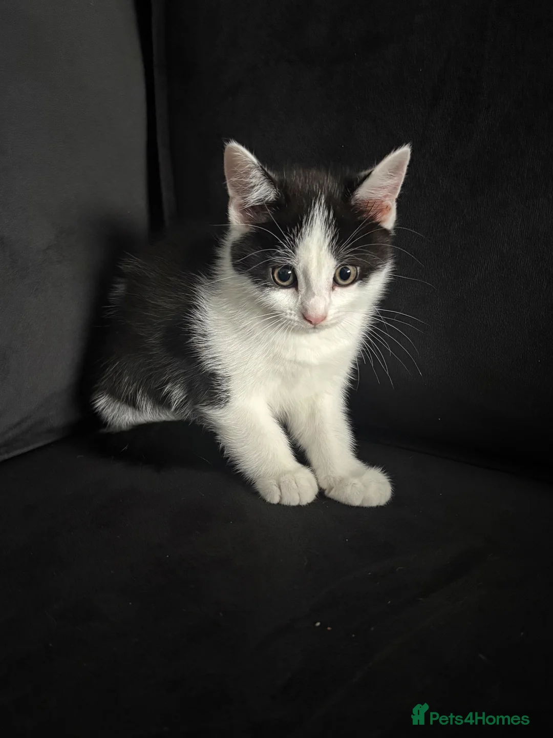 Mixed Breed cats for sale: Beautiful Baby Kittens for Sale - Advert 1