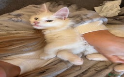 Maine Coon cats for stud: STUD Rare Maine Coon - Image 4