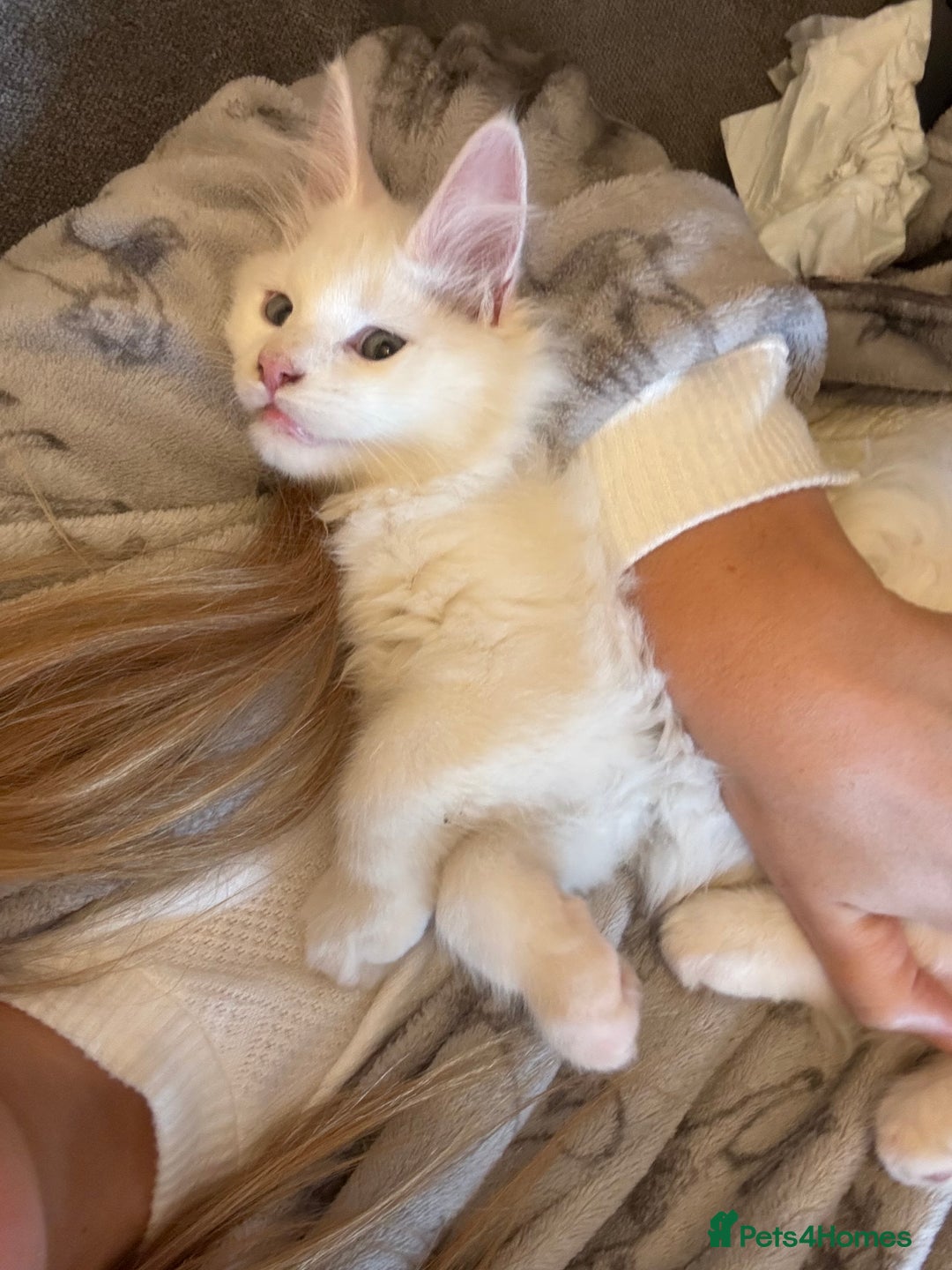 Maine Coon cats for stud: STUD Rare Maine Coon - Image 4