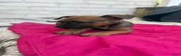 Mixed Breed dogs for sale: German Shepherd mix puppies  in Swansea - Advert 32